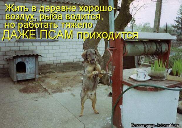 Мысли вслух :) 23 пушистые мыслишки