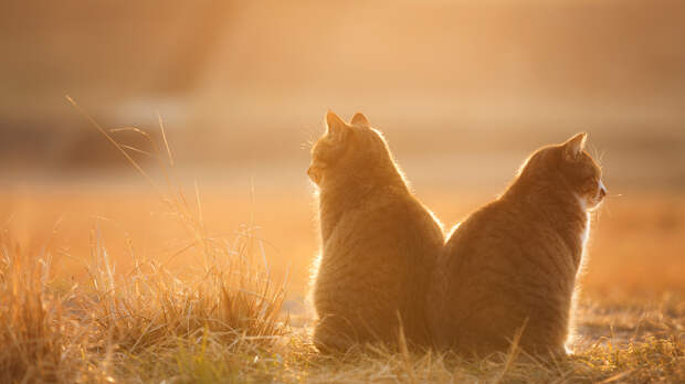 Фотография Golden Twilight автор Seiji Mamiya на 500px