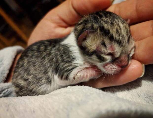 спасение котенка котенок на ладони