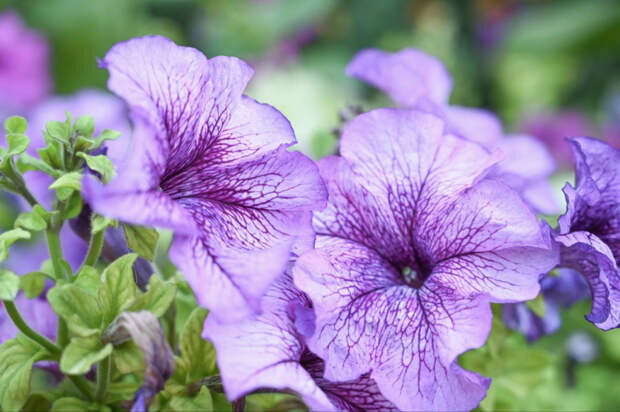 Заморозки не страшны: какие цветы сеять в конце апреля в Крыму, чтобы зацвели к началу лета