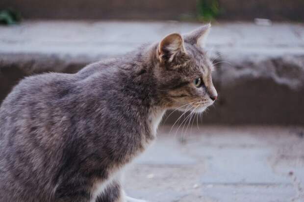 Так милы сердцу дворовые коты братья наши меньшие, город, кот, кошка, уличные животные, уличные кошки, эстетика