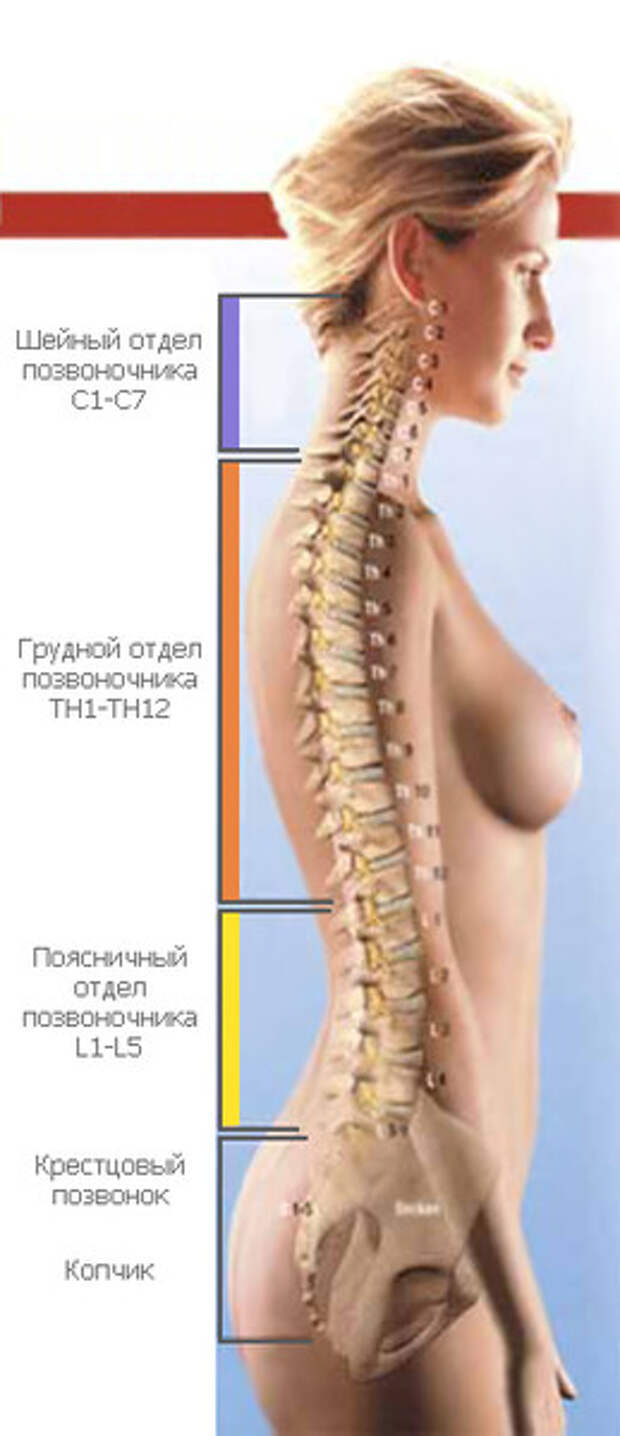 Грудной отдел позвоночника картинка со всеми сегментами на человеке фото