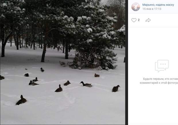 Фото дня: утки греются в снегу в Марьине