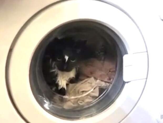Москвичка случайно запустила стиральную машину с котом внутри