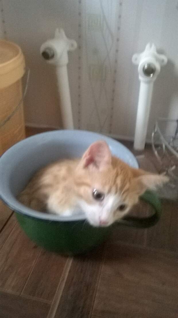 котенок в кружке