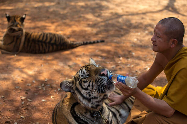 Монах и бенгальские тигры