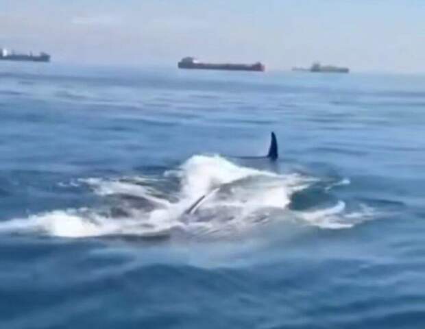 Огромного кита сняли на видео у берегов Владивостока