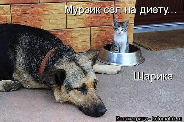 Котоматрица: Мурзик сел на диету... ...Шарика