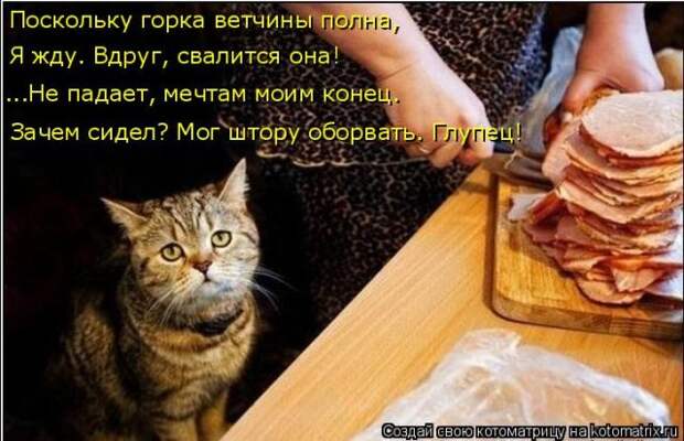 Лучшие котоматрицы недели (50 фото)