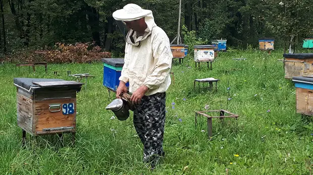 «Все рабочие пчёлы погибли ещё в июне»: из-за производства рапса для Европы в России начались проблемы с мёдом