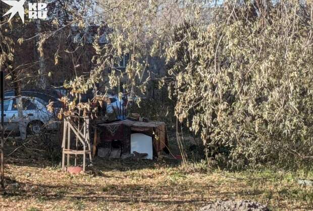 Устроила во дворе псарню: соседи ничего не могут поделать с «любительницей» собак