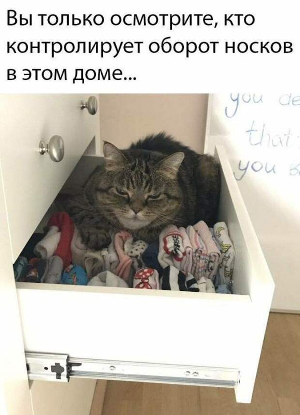 kotovsyachina-kartinki-smeshnye-kartinki-fotoprikoly