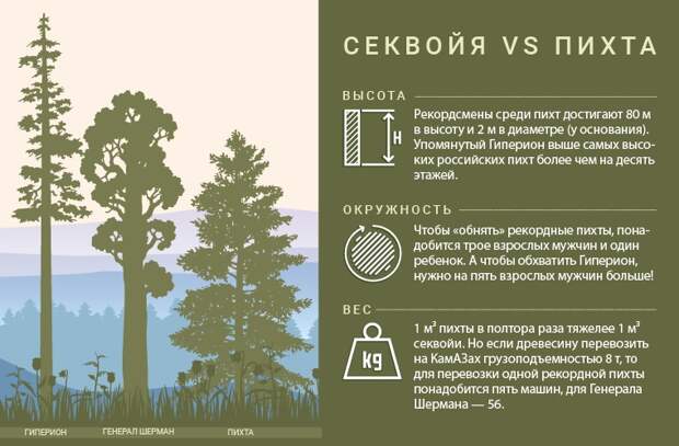 Секвойя - самое большое, высокое и старое дерево