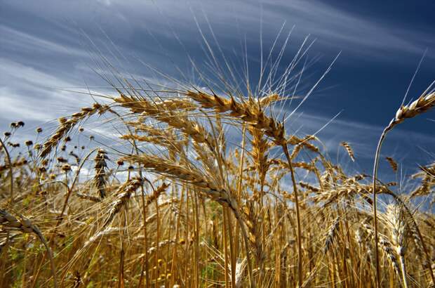 Путин рассказал, как изменилась ситуация на рынке пшеницы: "Ещё совсем недавно..."