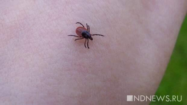 Санврачи дали прогноз по активности клещей в 2026 году
