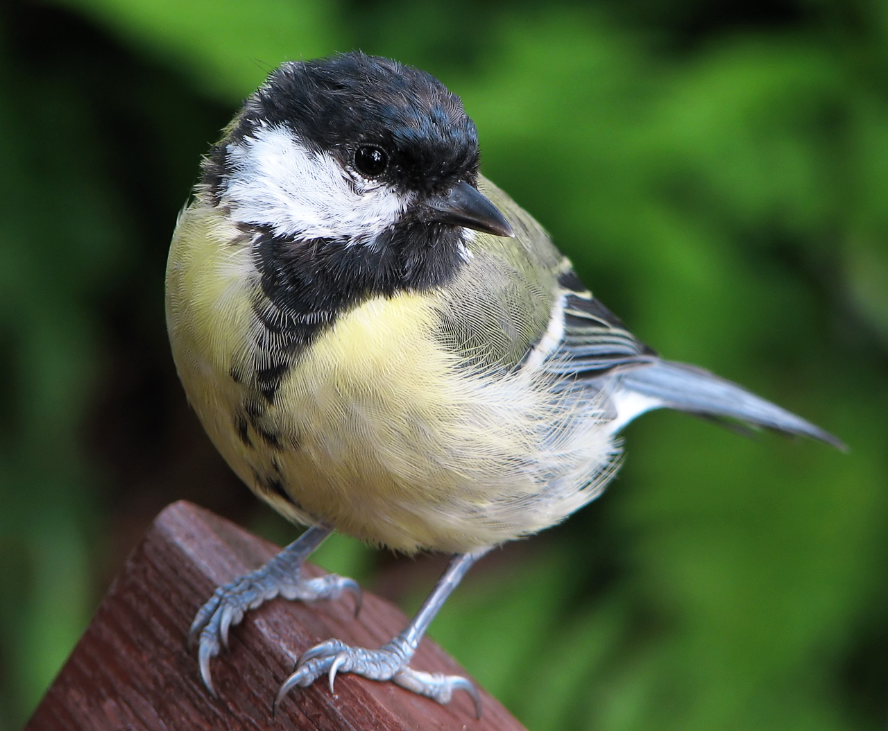 zombie-tit