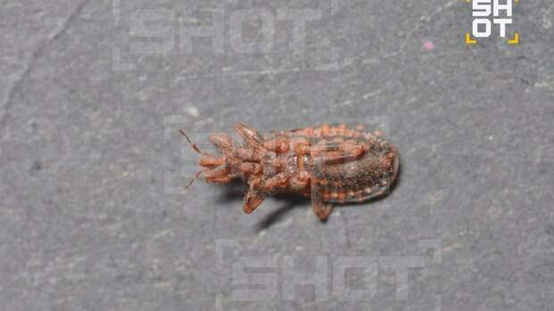 Триатомовый клоп, укусивший россиянина / Фото: Shot