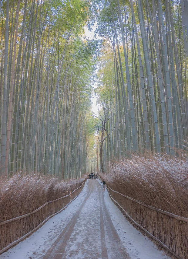 Бамбуковый лес Сагано в Киото: где находится живописная роща Арасияма