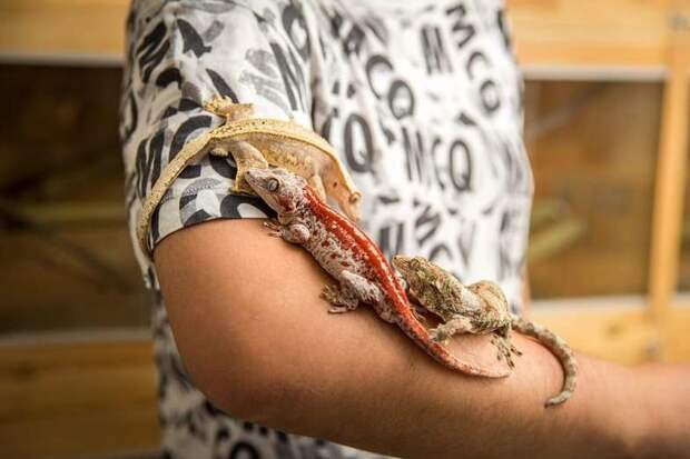 Ушастый новокаледонский геккон. Они способны менять окраску в зависимости от температуры, влажности и своего состояния в мире, животные, китай, мода, пекин, хозяин, экзотика