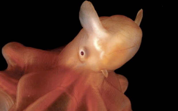 Осьминог-ушастик. 10 самых странных морских моллюсков