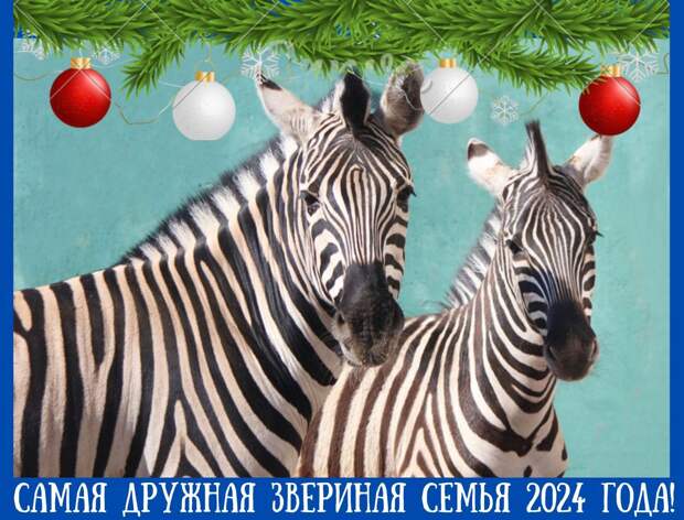 Пару зебр объявили самой дружной семьей 2024 года в зоопарке «Лимпопо»