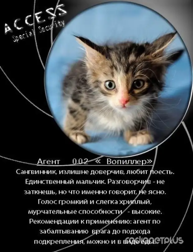 Красивое Объявление О Продаже Котят