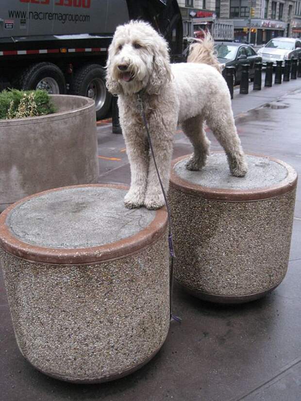 Мастер баланса