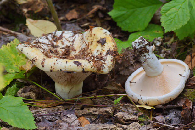 Груздь осиновый — съедобный гриб 2-й категории. Имеет белую липкую шляпку (до 30 см) плоско-выпуклой формы, белую или розоватую ножку (до 8 см). Произрастает в смешанных лесах. (Tatiana Bulyonkova)