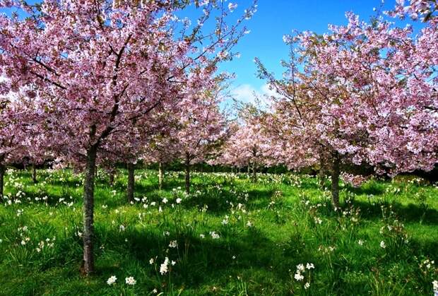 3303834_spring_time_2 (700x473, 360Kb)