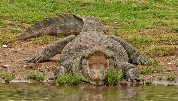 Вам может показаться, что этот крокодил просто лежит. Но на самом деле он составляет план по захвату мира! 