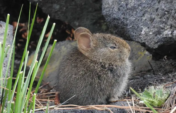 Почувствовал запах приближающегося кекса. 