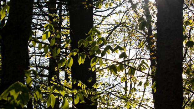 Опасный вредитель уничтожил треть ясеней в Барнауле