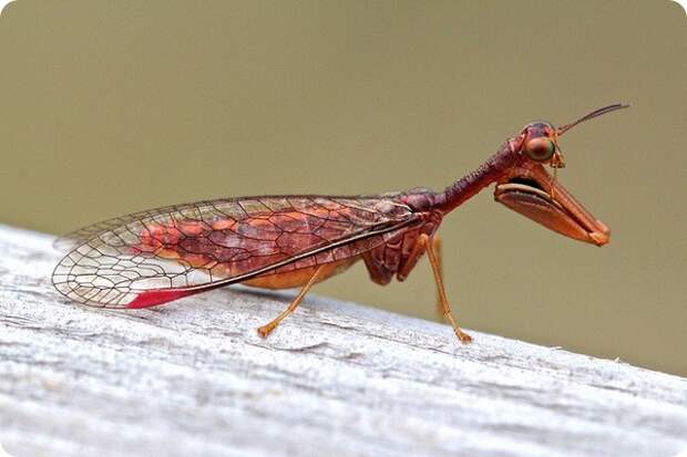 Мантиспы (лат. Mantispidae)