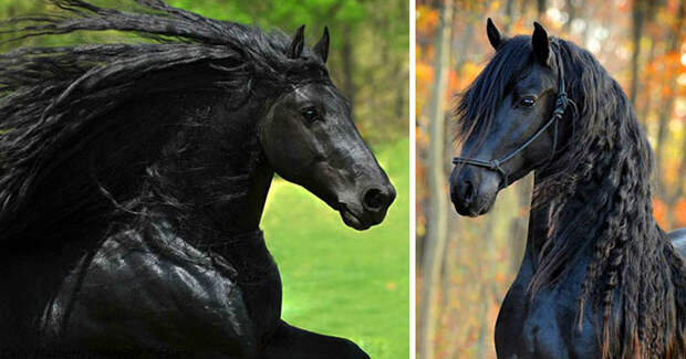 Вот как выглядит самый красивый конь в мире