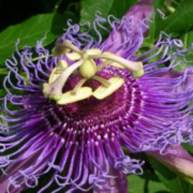Passiflora1 180x180 Самые необычные комнатные растения и цветы