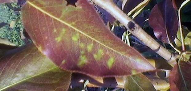 Почему краснеют листья груши