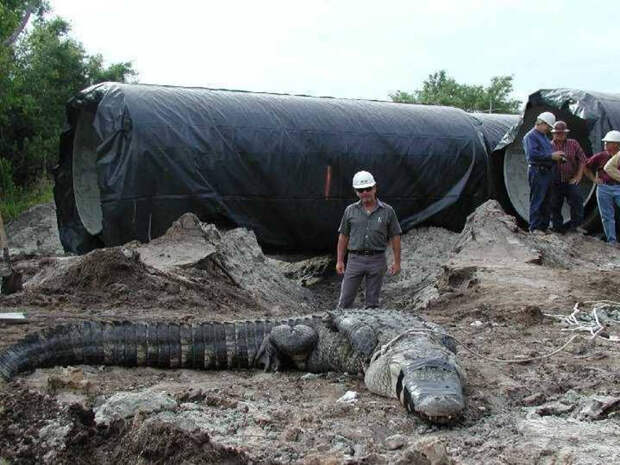 Аллигатор В 2006 году был обнаружен 600 килограммовый аллигатор шириной в 1 метр, он застрял в канализационной трубе в Техасе. Аллигатор был настолько большим, что не мог даже пошевелиться внутри трубы.
