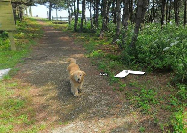 Пёс следовал за фотографом Google карт и попал в каждый кадр животные, карты, навигация, природа, путешествия, собака, фото, южная корея