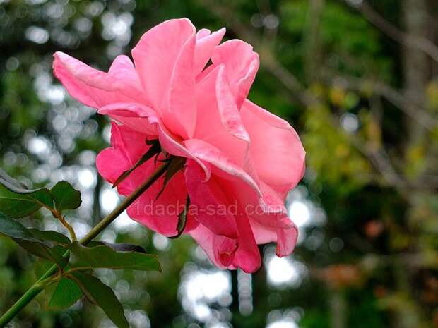 Фото шикарных роз из королевского парка 3