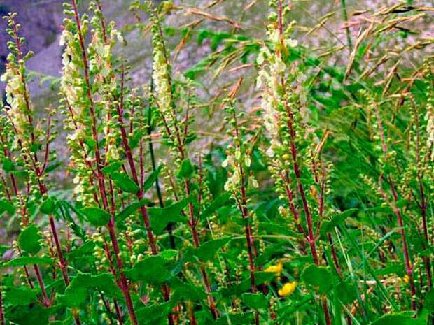 Лекарственное растение Дубровник шалфейный (Teucrium scorodonia)