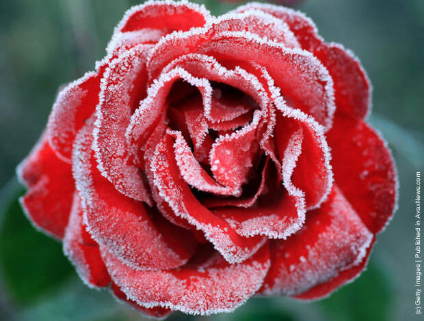 The last of the summer roses are dusted with a coating of frost as the first freezing temperatures descend
