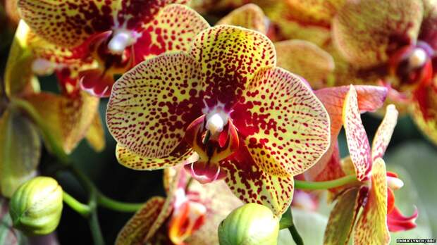 orchids03 Экзотические орхидеи