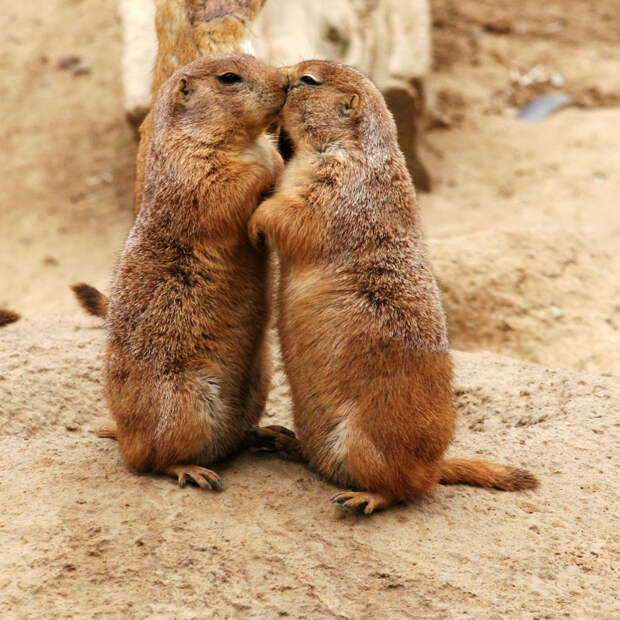 Kissing Animals