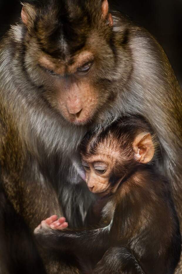 Фотограф доказывает, что животные могут быть еще более влюбленными, чем люди