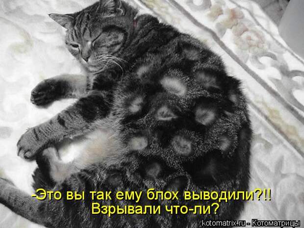 Котоматрица - -Это вы так ему блох выводили?!! Взрывали что-ли?