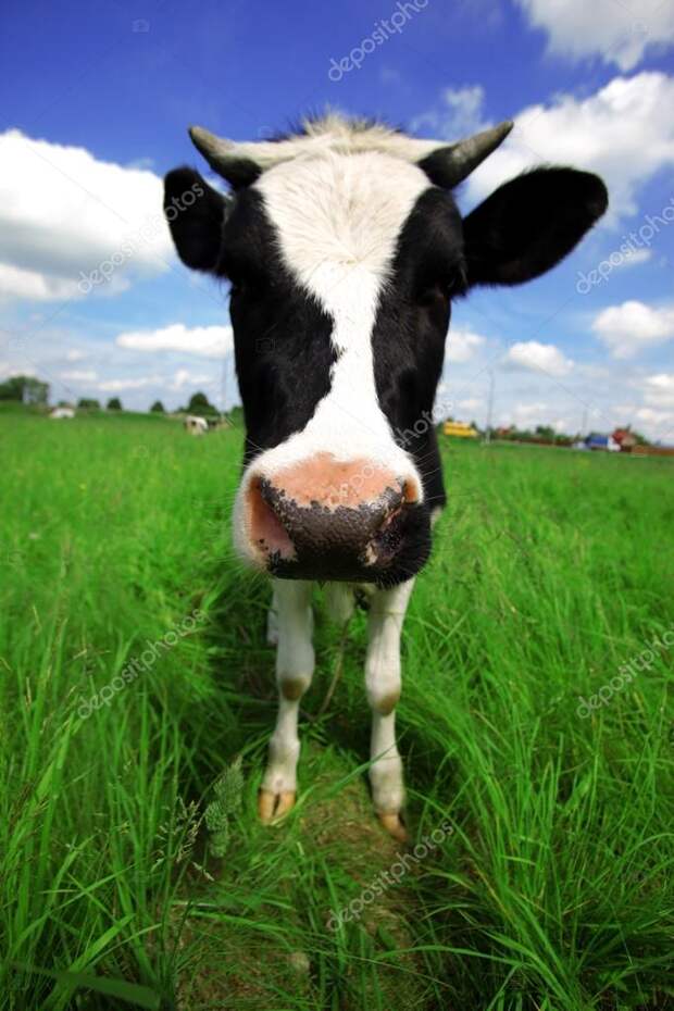 Похожее изображение