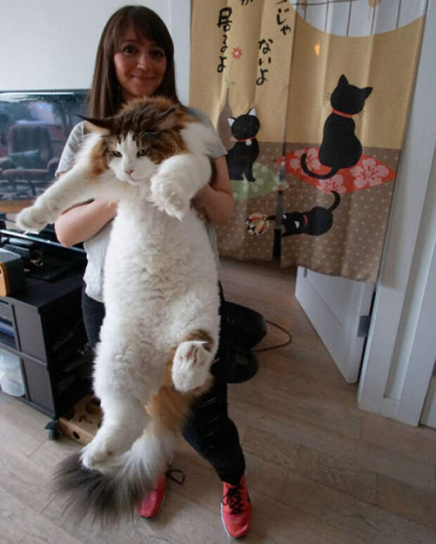 8 фото огромных котиков, которые не осознают, насколько они большие