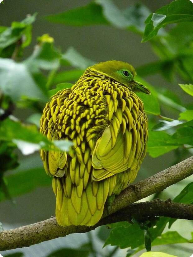 Золотой пестрый голубь (лат.Ptilinopus luteovirens)