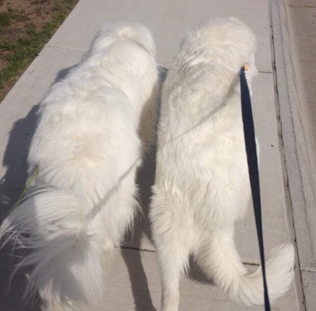 Atka's not even 8 months and rapidly outgrowing Mauja (Mauja - left, Atka - right)
