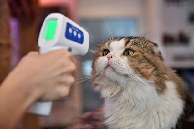 Животные в фотографиях